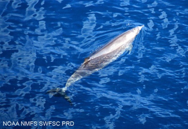 Hubbs beaked Whale