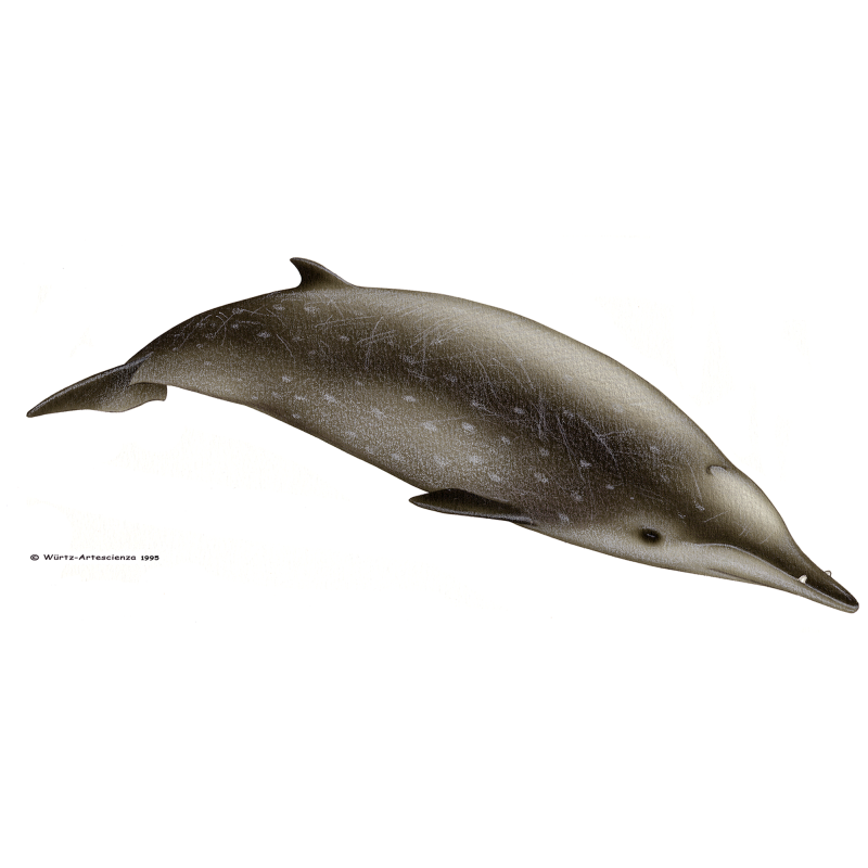 Mesoplodon Bidens