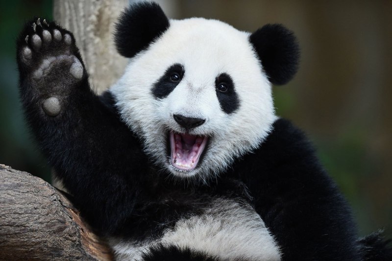 Giant Pandas