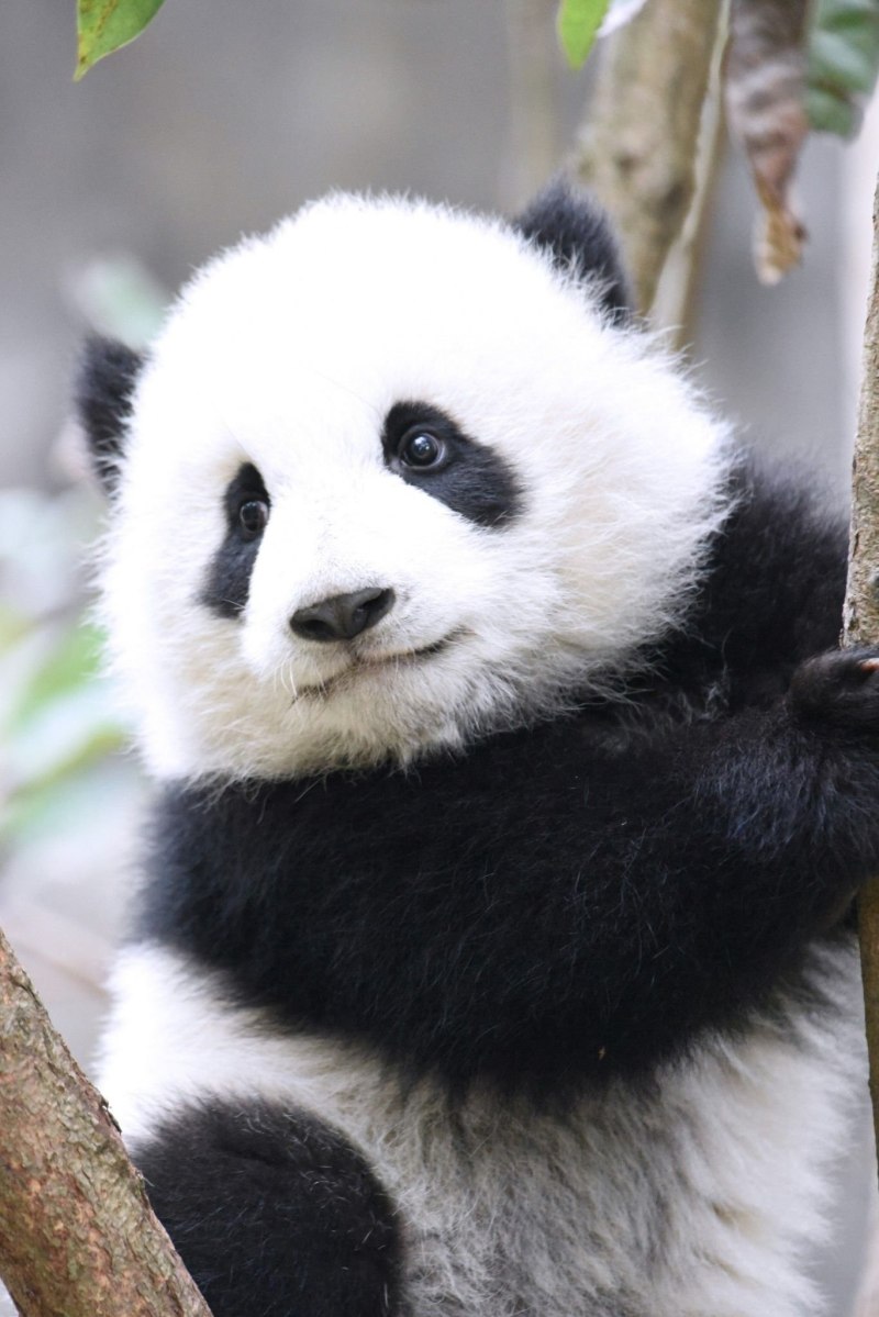 Giant Pandas