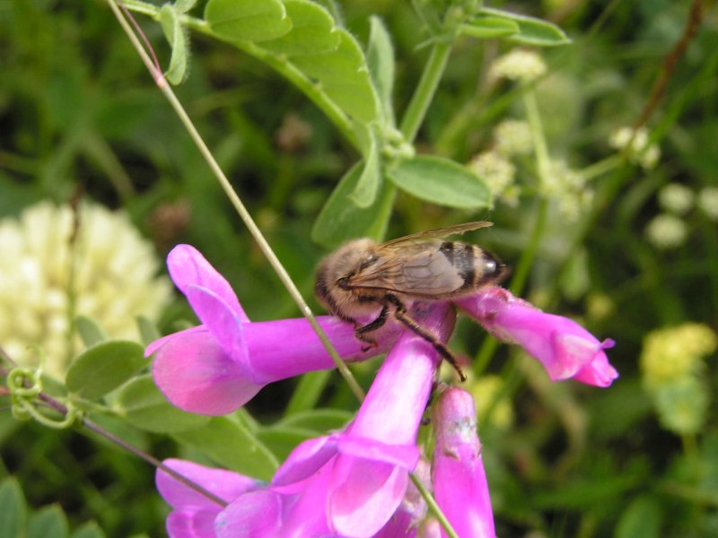APIS mellifera Caucasica
