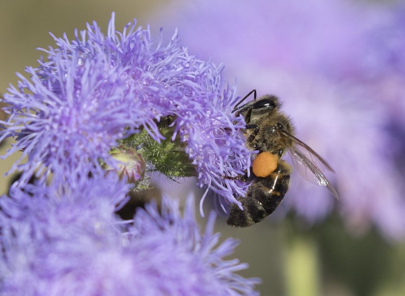 APIS mellifera Caucasica