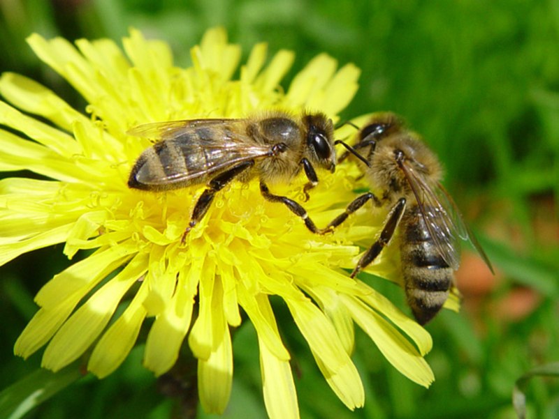 APIS mellifera Caucasica