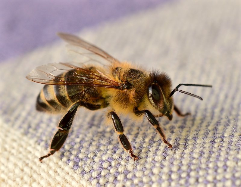 APIS mellifera Cecropia