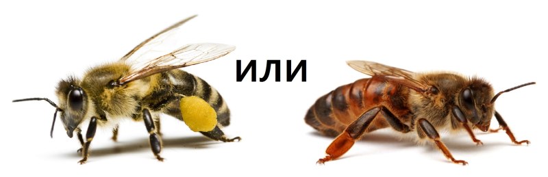 Разновидности пчел