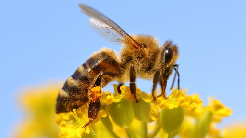 APIS mellifica (пчела медоносная) гомеопатия