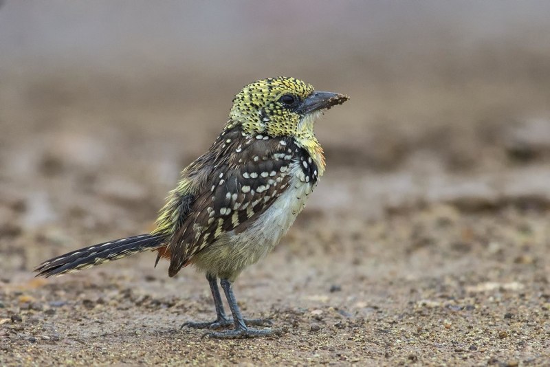 Trachyphonus margaritatus