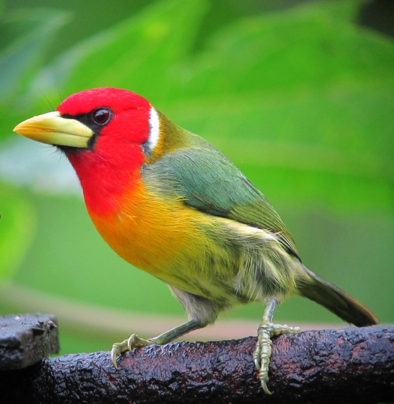 Eubucco tucinkae