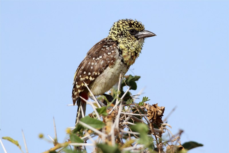 Trachyphonus margaritatus