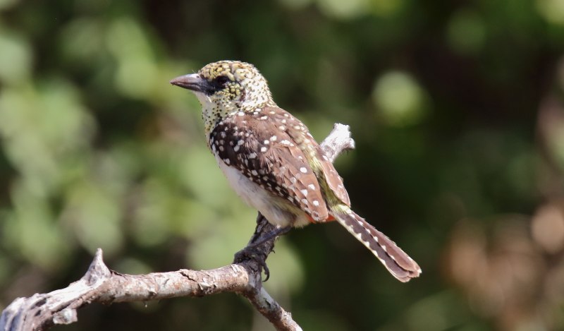 D'Arnaud's Barbet