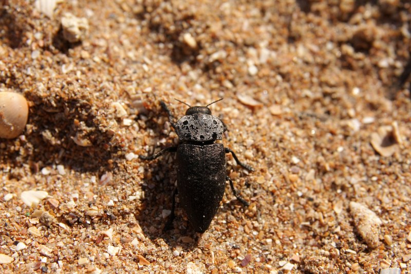 Златка Capnodis excisa Menetries
