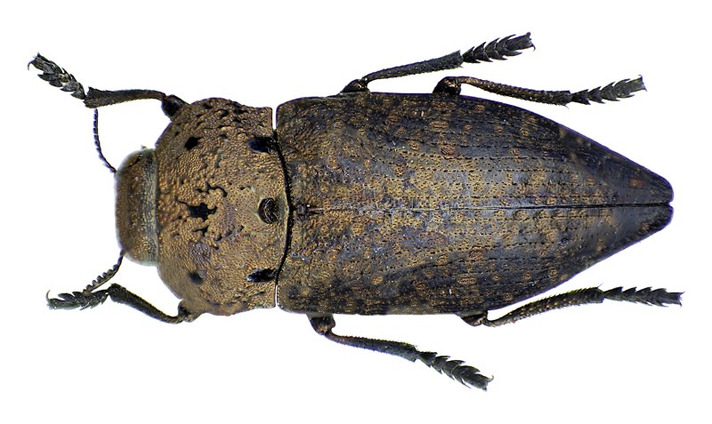 Capnodis tenebricosa