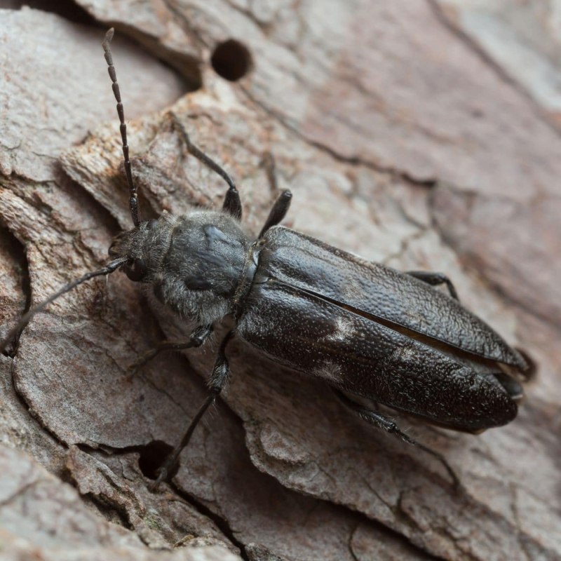 Old House Borer перевод насекомое