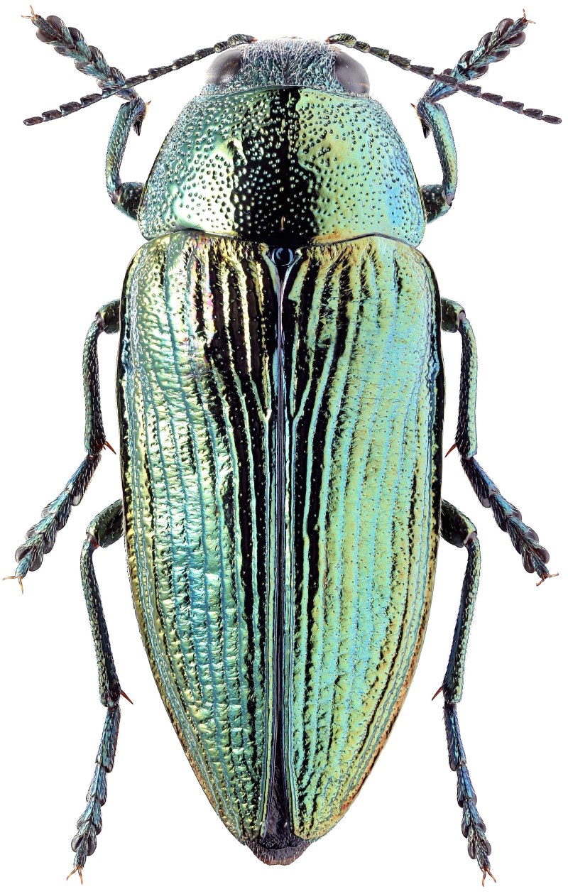 Buprestis Rustica Златка
