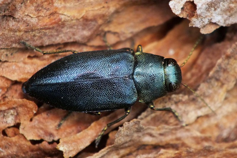 Agrilus biguttatus на дубу