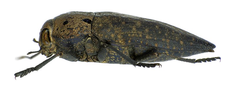 Capnodis tenebricosa (Olivier)