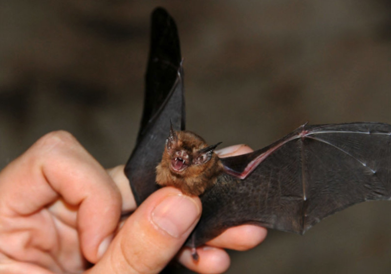 Craseonycteris thonglongyai