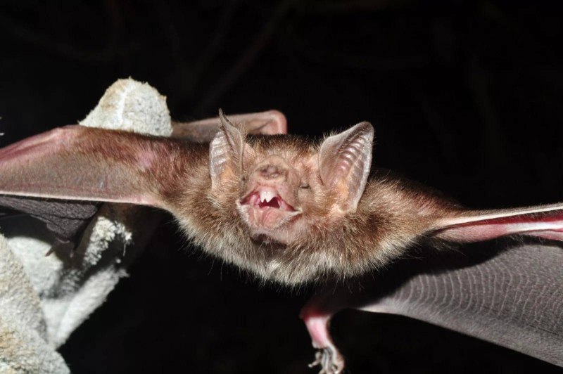 Craseonycteris thonglongyai