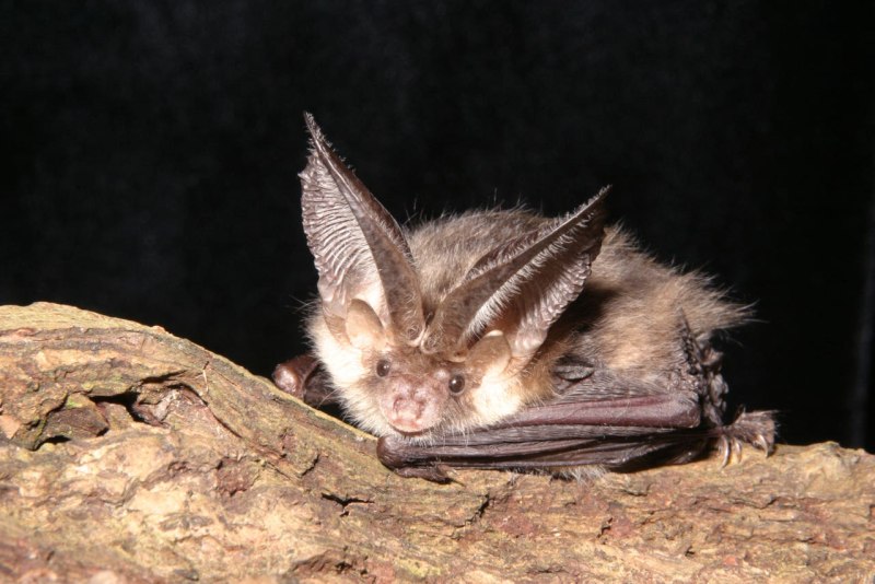 Craseonycteris thonglongyai