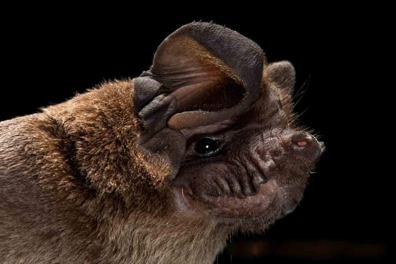 Craseonycteris thonglongyai (летучая мышь)
