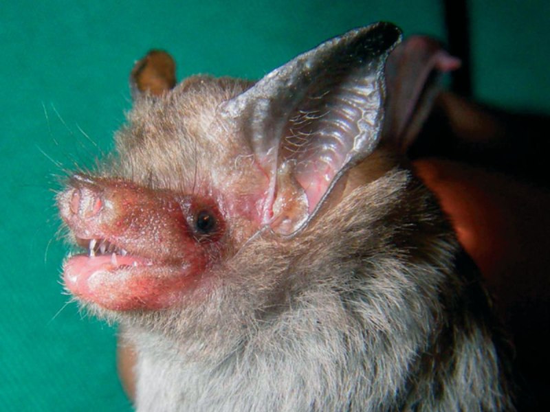 Craseonycteris thonglongyai (летучая мышь)