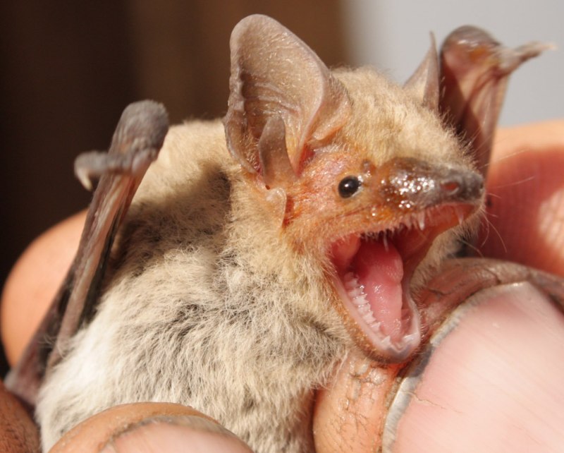 Craseonycteris thonglongyai (летучая мышь)