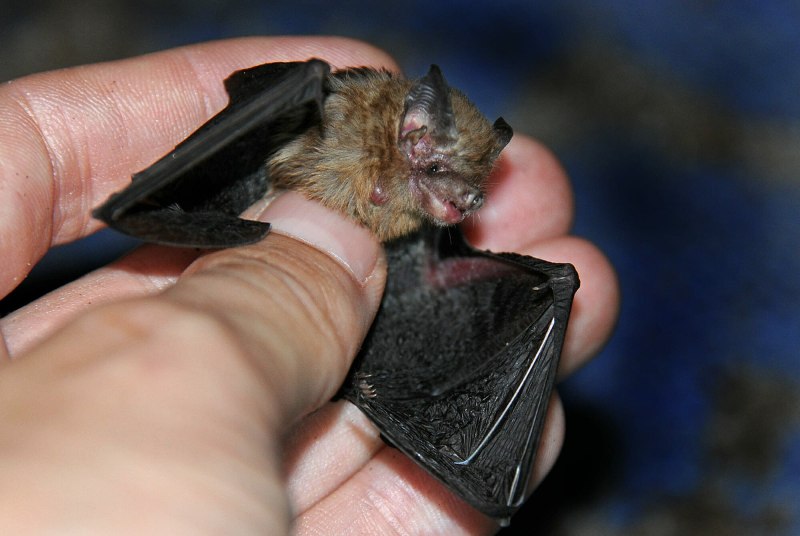Фото Kitty's Hog-Nosed bat