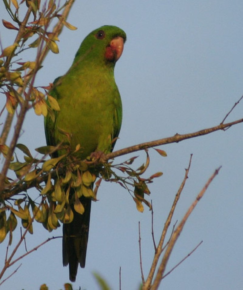Psittacara holochlorus)