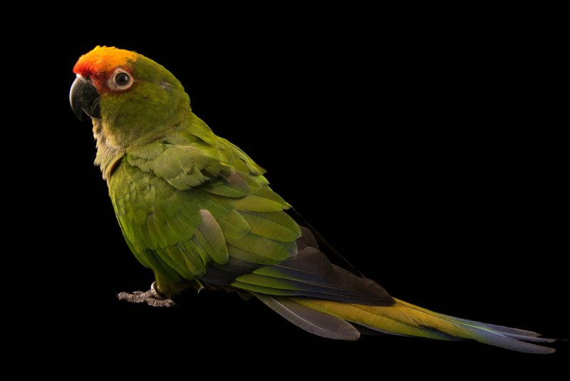 Golden Conure попугай