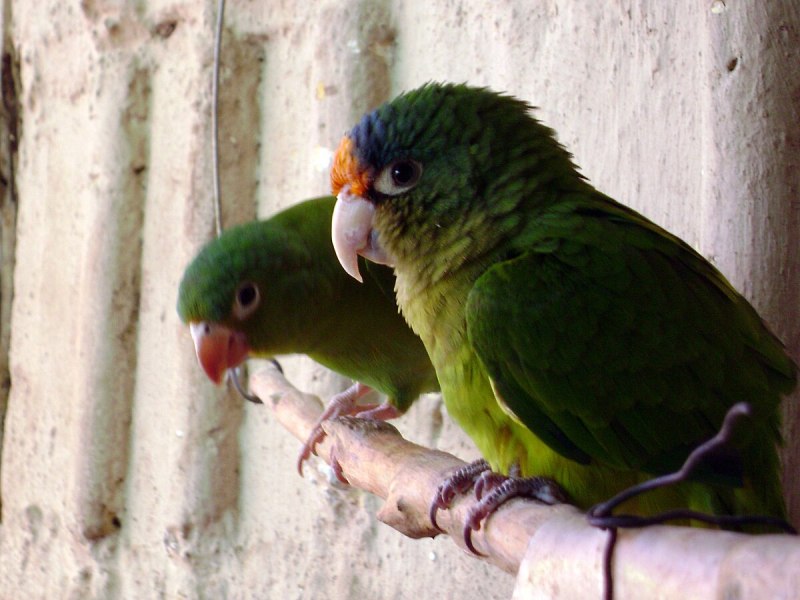 Brotogeris sanctithomae