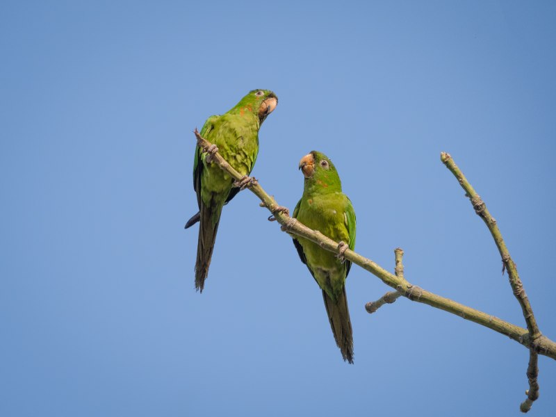 Psittacara frontatus