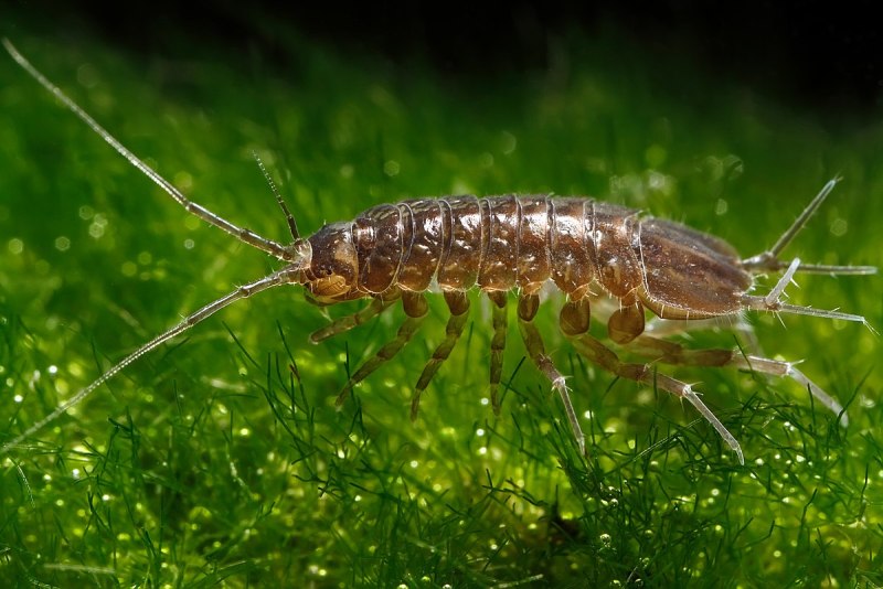 Водяные ослики Asellus aquaticus