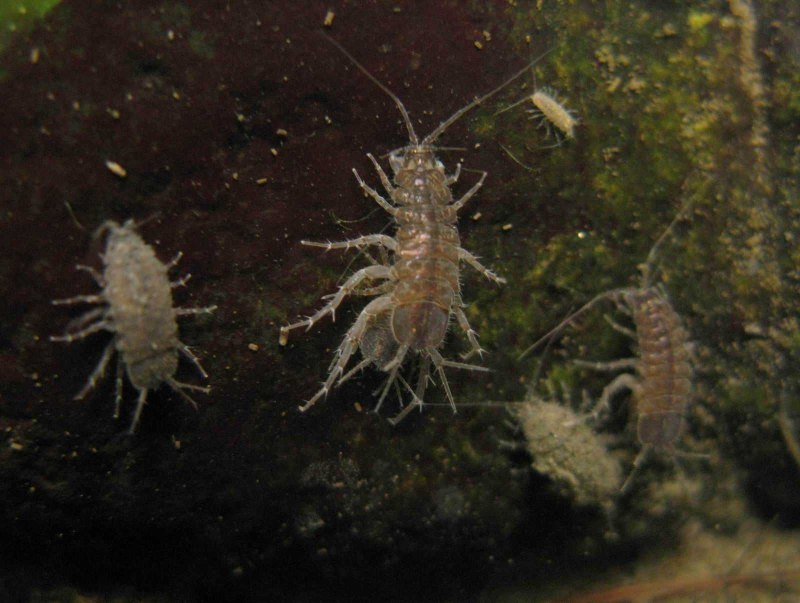 Водяные ослики Asellus aquaticus