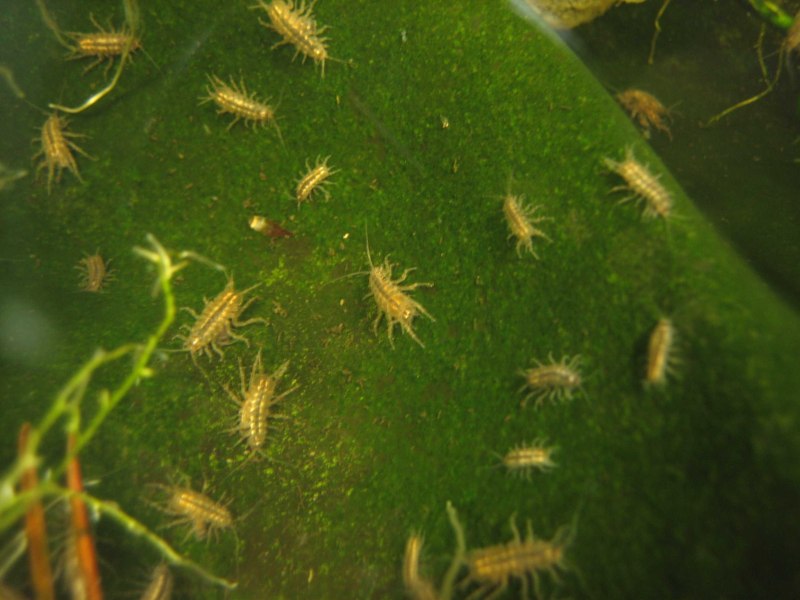 Водяные ослики Asellus aquaticus