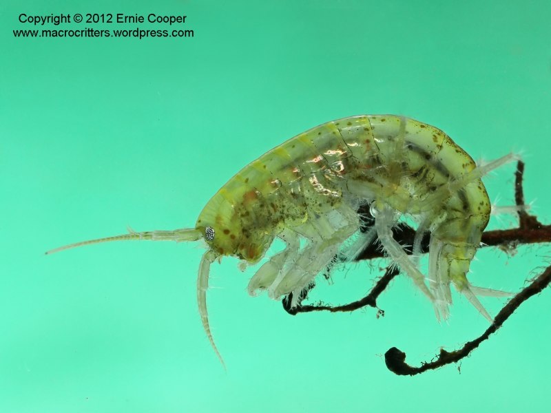 Macroperiopus Parvus гаммарус