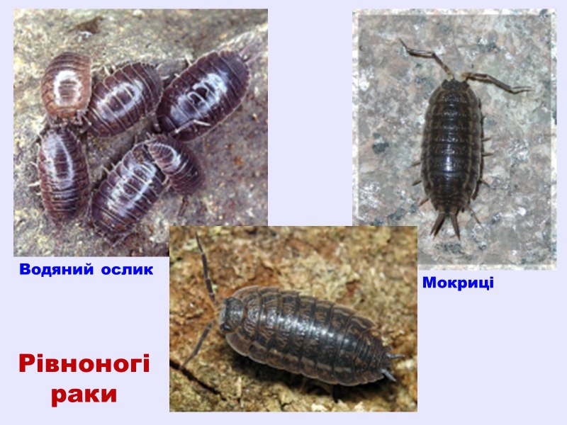 Равноногие ракообразные водяной ослик