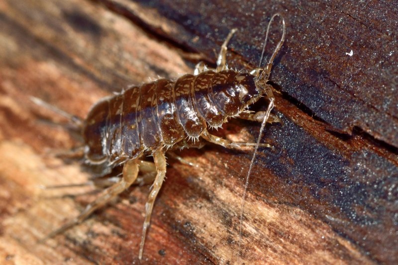 2. Asellus aquaticus