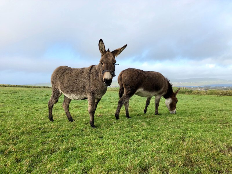 Two Donkeys