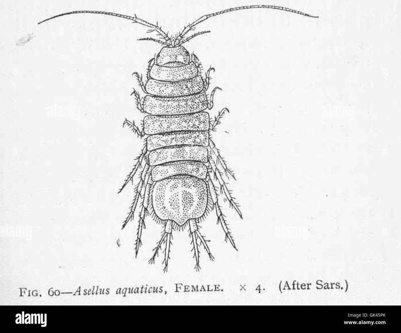 Asellus aquaticus рисунок