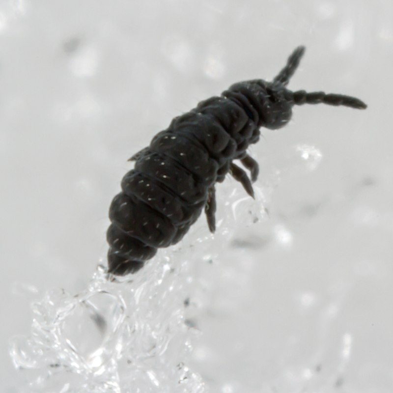 Hypogastrura nivicola