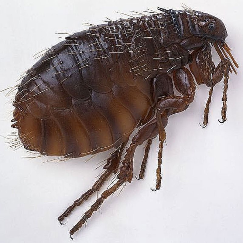 Pulex irritans (блоха человека):