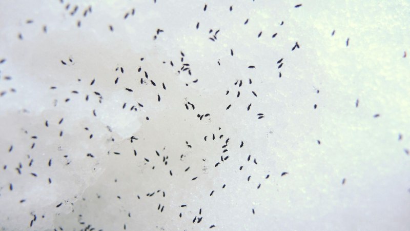 Hypogastrura nivicola