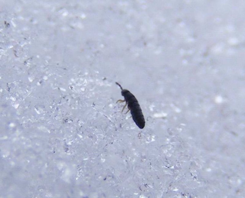 Hypogastrura nivicola