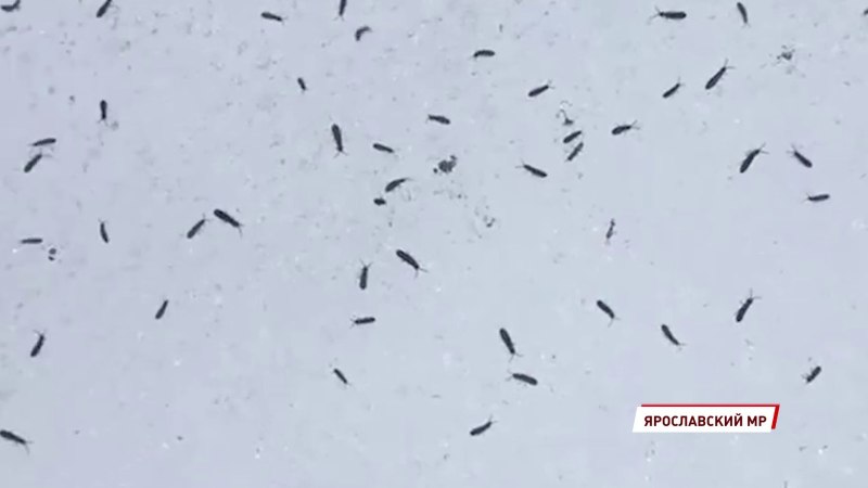 Зимние блохи