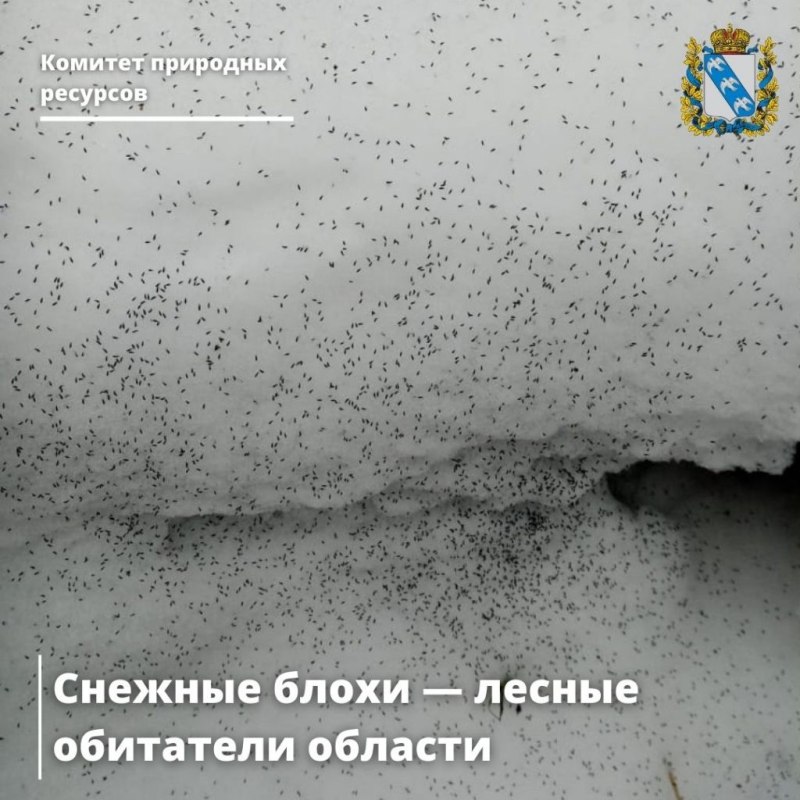 Снежные блохи