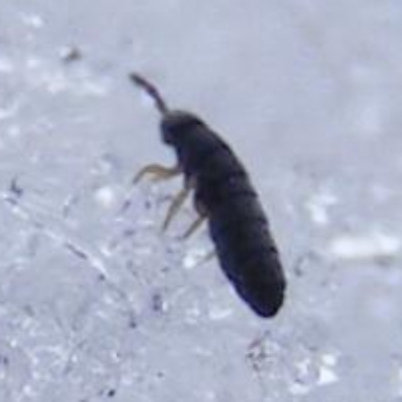 Hypogastrura nivicola