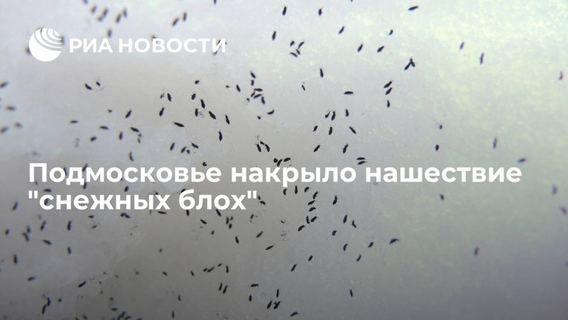 Подмосковье Нашествие блох