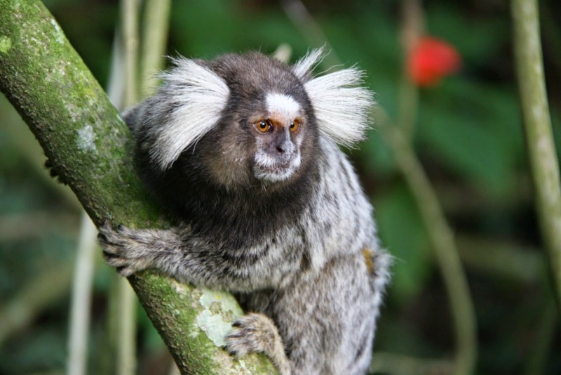 Mico Monkey