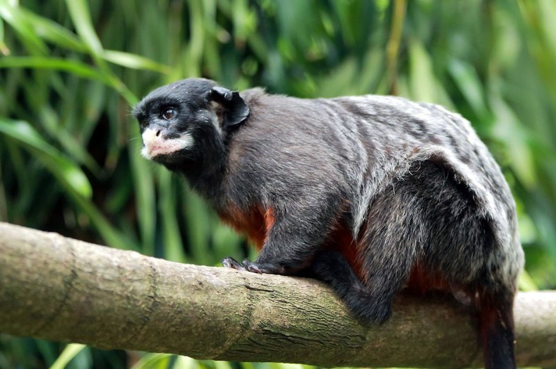 Saguinus labiatus.