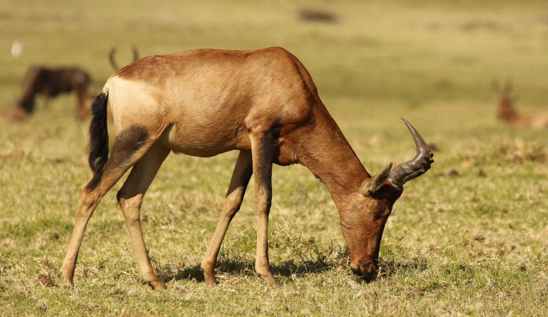 Alcelaphus buselaphus CAAMA